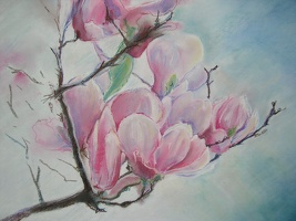 Magnolie dla Iwony